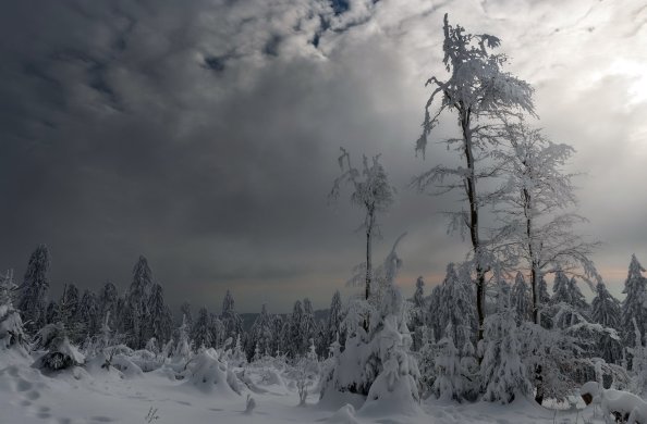 Trees Covered With Snow