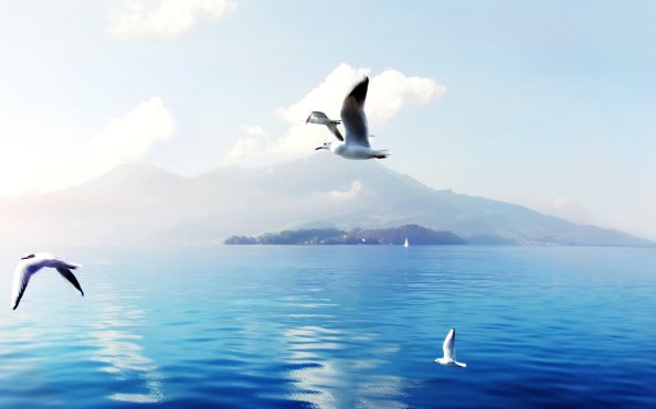 Seagulls In Switzerland