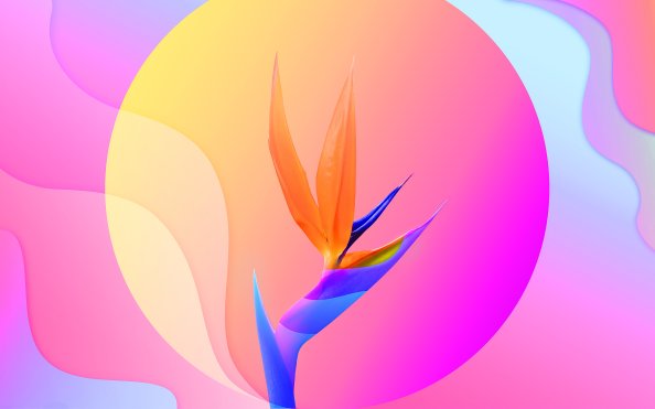 Flowers Of Paradise 4k