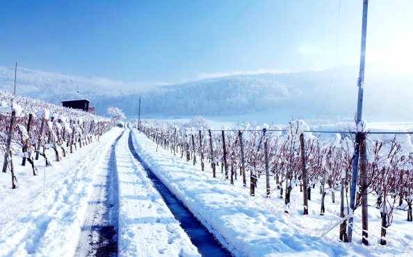 Winter Land