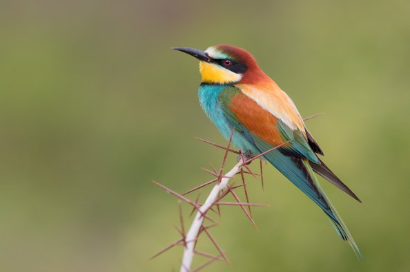 Bee Eater Bird 5k