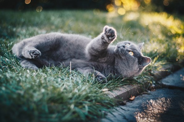 Gray Cat In Grass 4k
