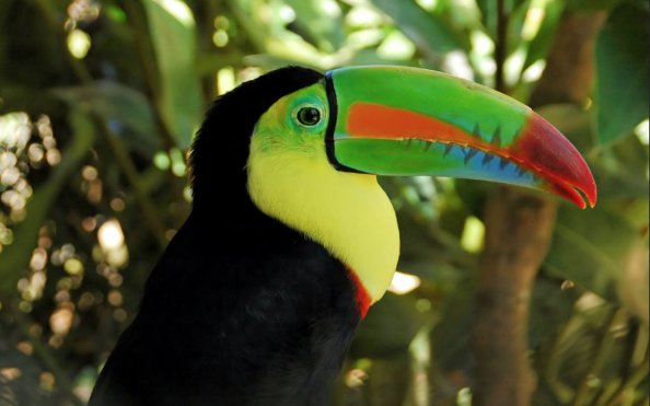 Toucan