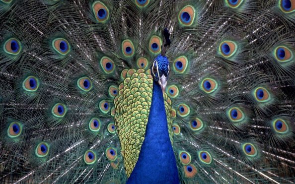 Peacocks
