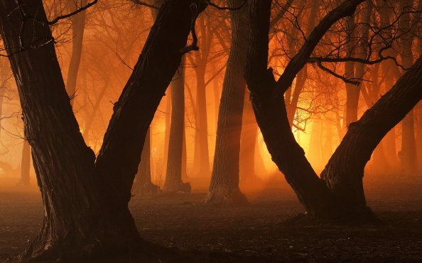 Trees Forest