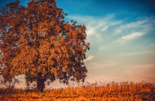 Autumn Tree Branches 4k