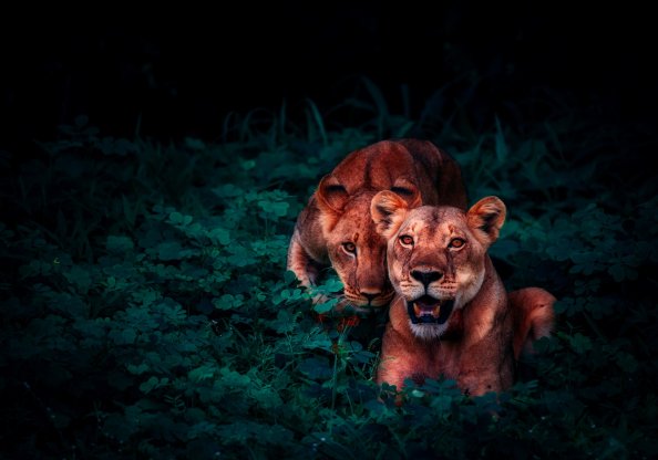 Lion Cubs In Jungle