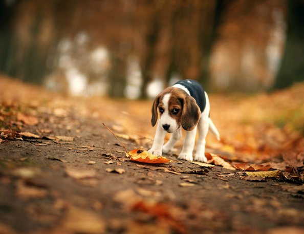 Beagle