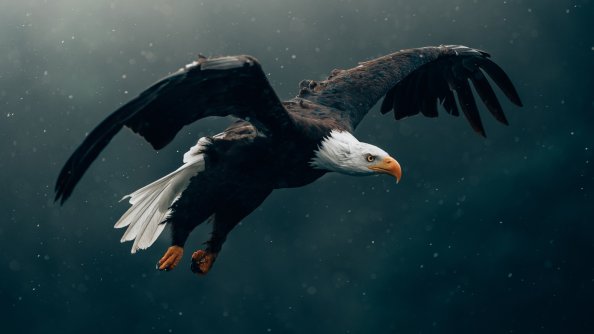 Bald Eagle Flying 4k