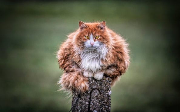 Wild Cat 4k