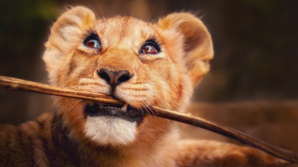 Lion With Stick In Mouth 4k