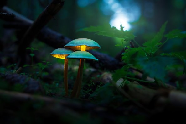 Mushroom Plants Glowing 4k