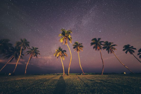 Coconut Trees Under Starry Sky