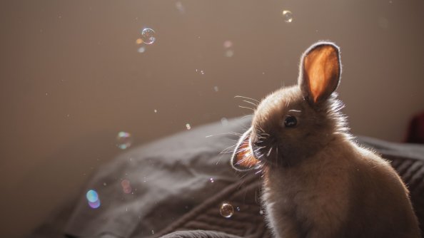 Cute Rabbit 2