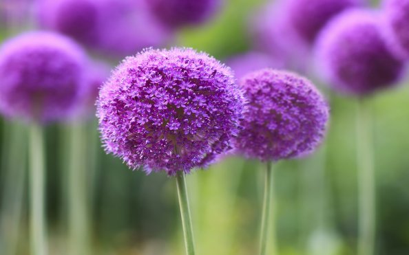 Purple Symphony