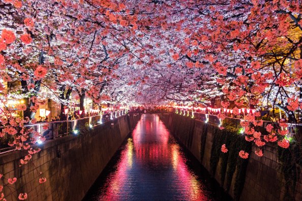 Cherry Blossom Trees Covering River Canal