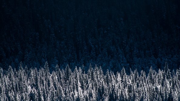 Evergreen Pine Shadow Pine Trees