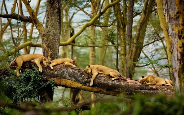 Sleeping Lions