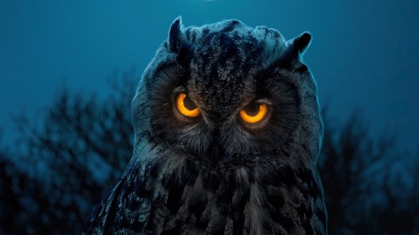Owl Glowing Eyes
