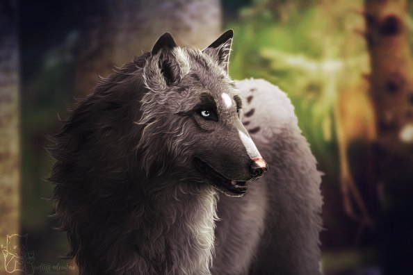 Wolf Artwork