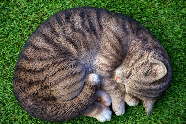 Cat Sleeping Relax Cute 5k