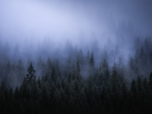 Fog Dark Forest Tress Landscape 5k