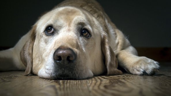 Labrador Sad