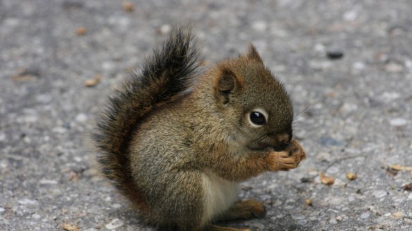Squirrel