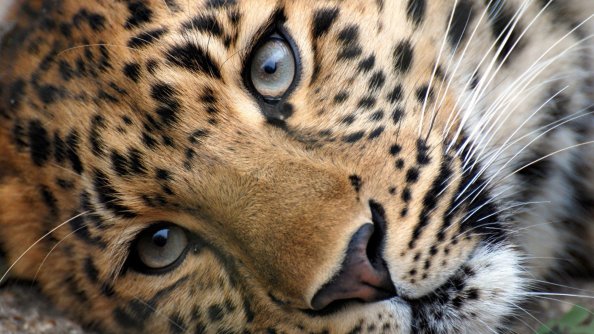 Leopard Face