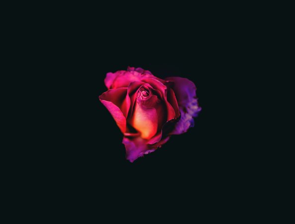 Rose Oled Dark 8k