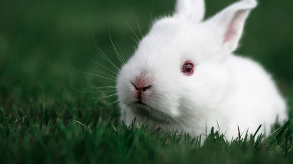 Cute Rabbit
