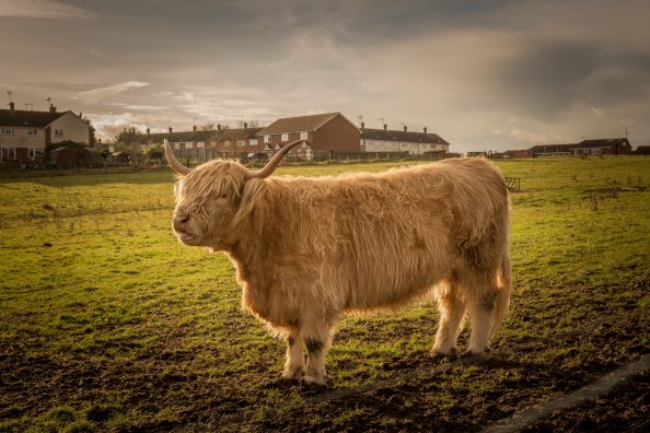 Bull Cattle Cow