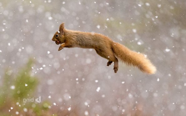 Squirrel Red