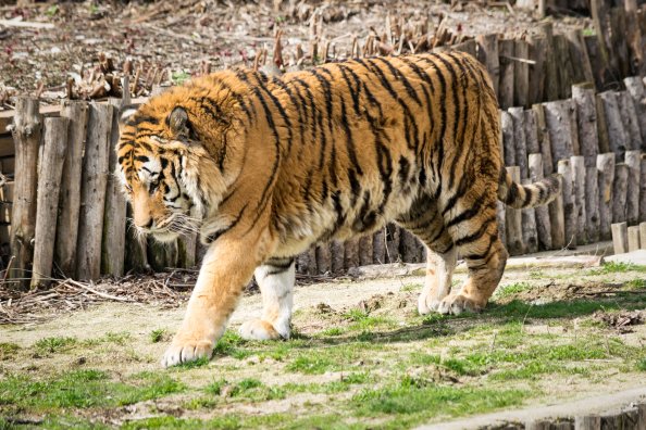 Wild Tiger In Zoo 5k