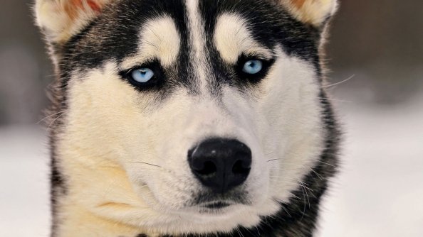 Siberian Husky Eyes