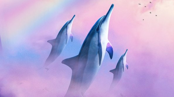 Dolphins Diving In The Sky