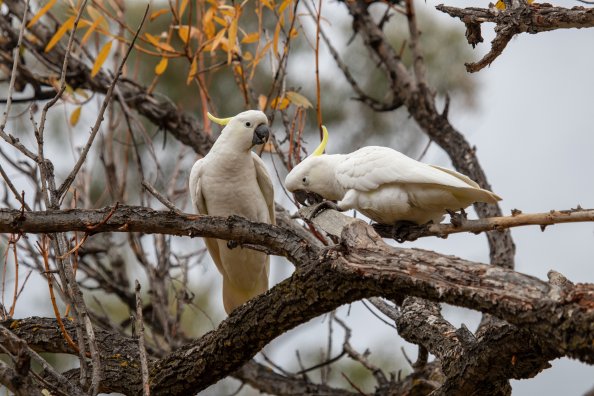 Cockatoo Parrots 5k