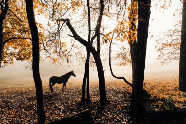 Horse Sunlight Forest Photography 5k