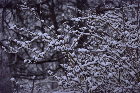 Snowy Branches 5k
