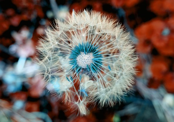 Dandelion Plant Close Up Macro