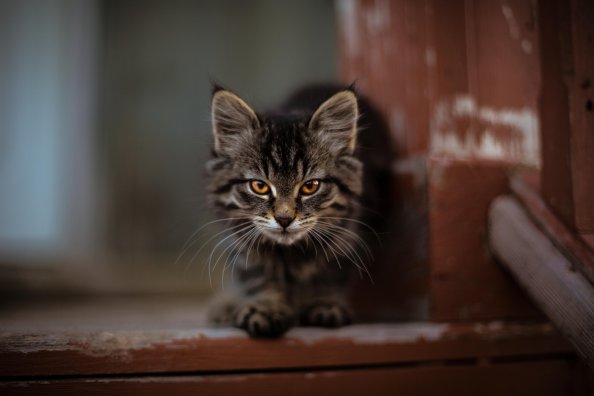 Wild Cat
