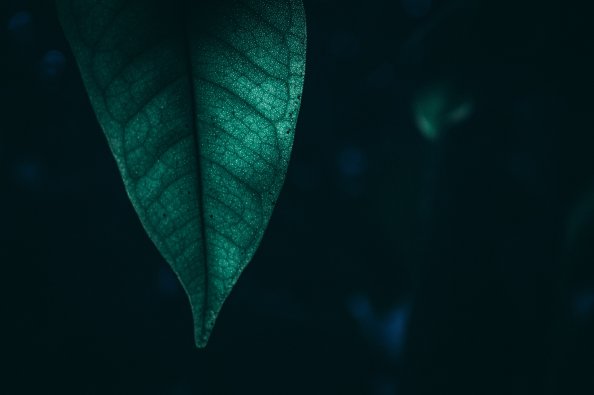 Green Leaf Macro 4k