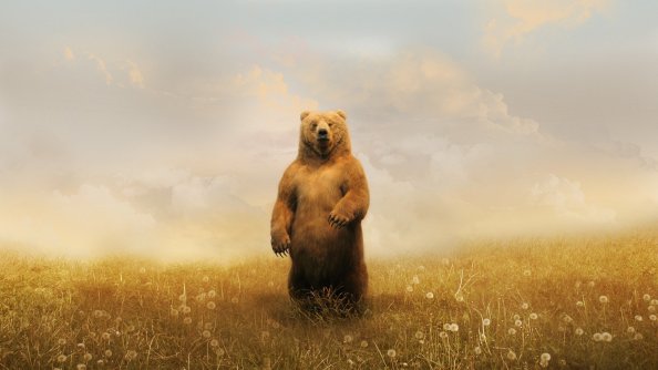 Bear In Field