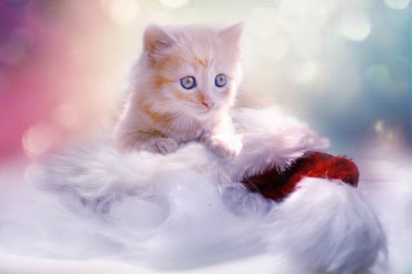 Christmas Kitten