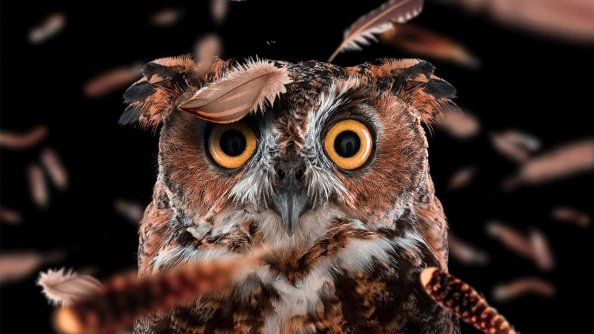 Curious Owl