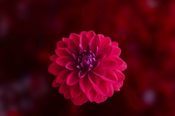 Pink Dahlia Flower