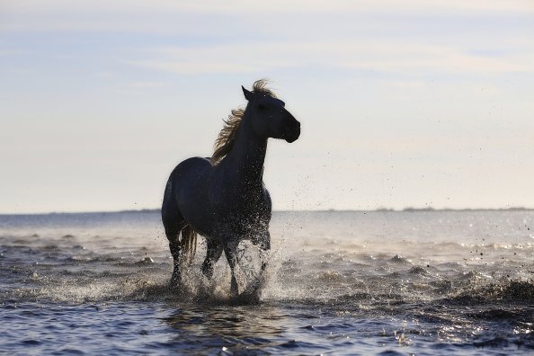 Horse Running On The Beach 4k 5k