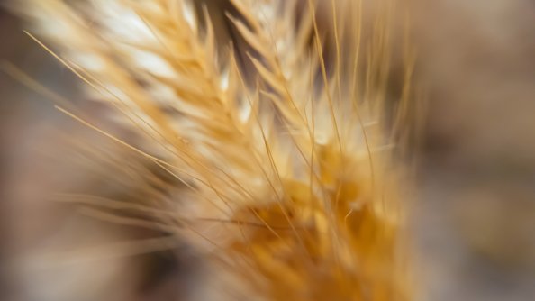 Macro Wheat 4k