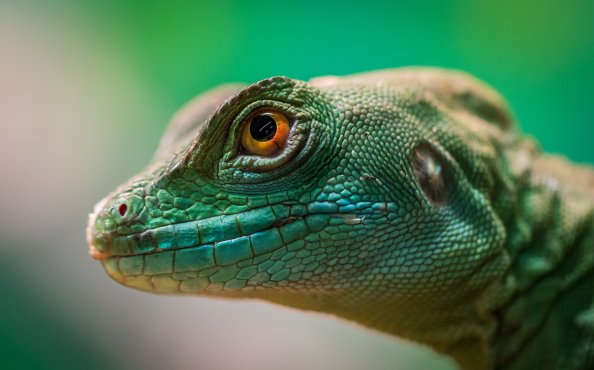 Green Lizard Reptile Macro 4k