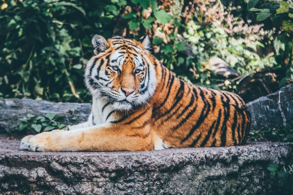 Safari Tiger 4k